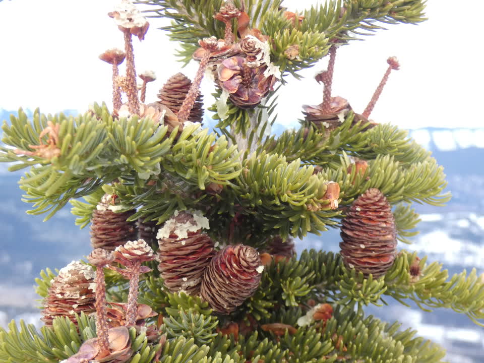 Abundant fir cone crop